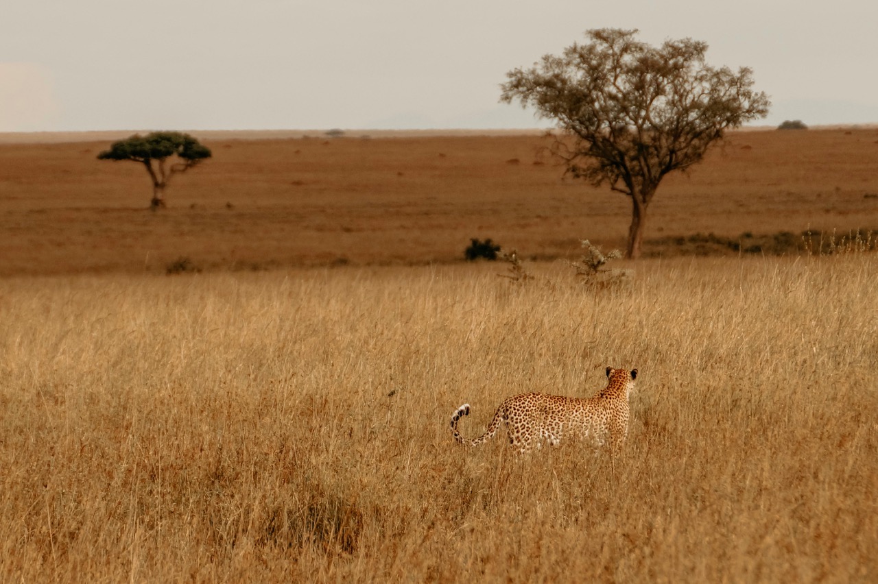 Leaopard in the savanna Large