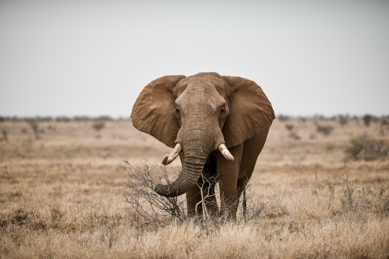 A beautiful shot of an african elephant in the savanna field